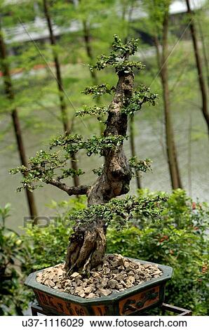 Bonsai View Large Photo Image Stock Photo - Bonsai. Fotosearch
