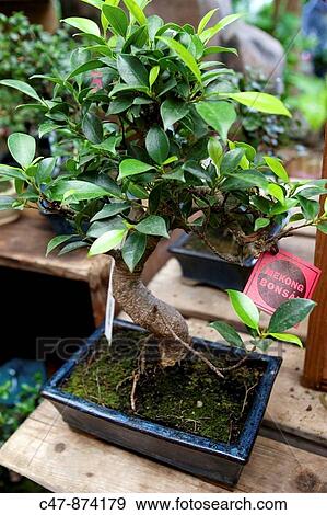 Bonsai. The art of aesthetic miniaturization of trees, or of developing woody or semi-woody plants shaped as trees, by growing them in containers. Cultivation includes techniques for shaping, watering, and repotting in various styles of containers. View Large Photo Image Stock Photo - Bonsai. The art of aesthetic miniaturization of trees, or of developing woody or semi-woody plants shaped as trees, by growing them in containers. Cultivation includes techniques for shaping, watering, and repotting in various styles of containers.. Fotosearch
