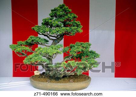 Bonsai, Tokyo. Japan View Large Photo Image Stock Photograph - Bonsai, Tokyo. Japan. Fotosearch