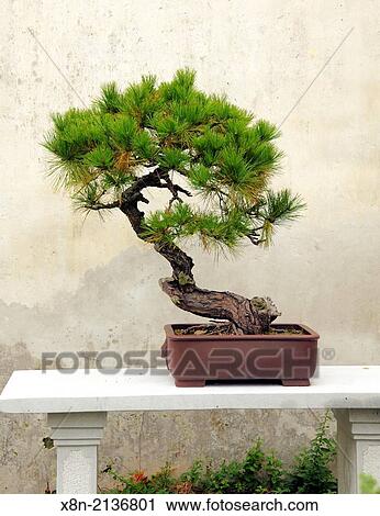 Bonsai tree, Classical Garden, Suzhou, Jiangsu, China. View Large Photo Image Stock Image - Bonsai tree, Classical Garden, Suzhou, Jiangsu, China.. Fotosearch