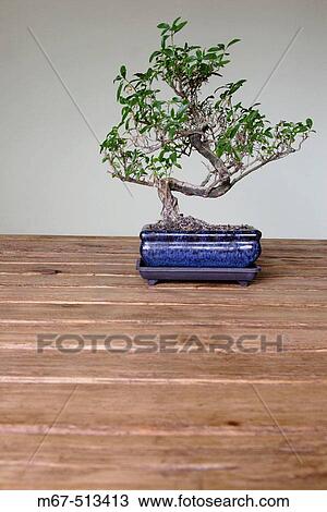 Bonsai tree. England, UK View Large Photo Image Stock Image - Bonsai tree. England, UK. Fotosearch