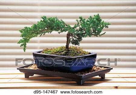 Bonsai tree View Large Photo Image Stock Photo - Bonsai tree. Fotosearch