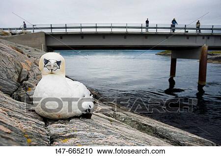 Stock Image - Booby next to the Atlantic road. More og Romsdal. Norway.. Fotosearch