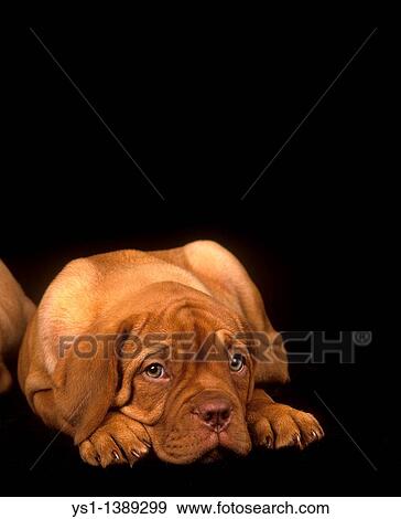 Bordeaux Mastiff Dog, Pup Laying down against Black Background View Large Photo Image Stock Photo - Bordeaux Mastiff Dog, Pup Laying down against Black Background. Fotosearch