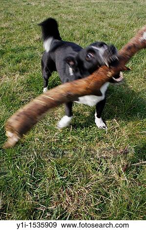 border collie playing with tree branch on field in Worksop, Notts, England View Large Photo Image Stock Photo - border collie playing with tree branch on field in Worksop, Notts, England. Fotosearch