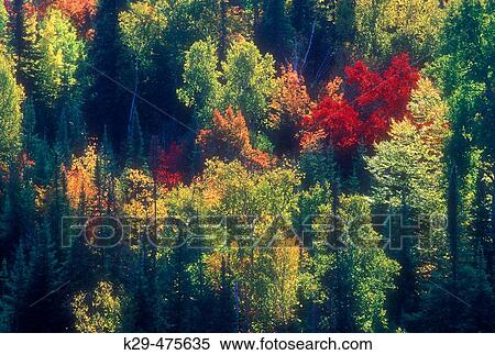 Boreal forest autumn scenic. Mixed forest of conifers and hardwoods in autumn colour. Onaping. Ontario. Canada. View Large Photo Image Stock Photography - Boreal forest autumn scenic. Mixed forest of conifers and hardwoods in autumn colour. Onaping. Ontario. Canada.. Fotosearch