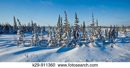 Boreal trees and fresh snow View Large Photo Image Stock Image - Boreal trees and fresh snow. Fotosearch