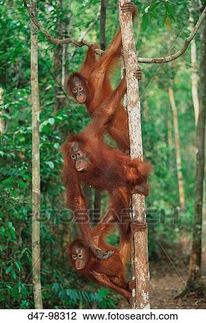 Bornean Orangutan (Pongo pygmaeus) in tree. Borneo View Large Photo Image Stock Image - Bornean Orangutan (Pongo pygmaeus) in tree. Borneo. Fotosearch