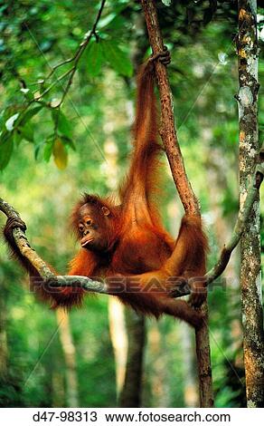 Bornean Orangutan (Pongo pygmaeus) in tree. Borneo View Large Photo Image Stock Image - Bornean Orangutan (Pongo pygmaeus) in tree. Borneo. Fotosearch