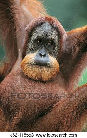 Bornean Orangutan (Pongo pygmaeus). Gunung Leuser National Park, Indonesia View Large Photo Image Stock Image - Bornean Orangutan (Pongo pygmaeus). Gunung Leuser National Park, Indonesia. Fotosearch