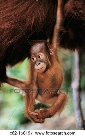 Bornean Orangutan (Pongo pygmaeus), baby. Gunung Leuser National Park, Indonesia View Large Photo Image Stock Photo - Bornean Orangutan (Pongo pygmaeus), baby. Gunung Leuser National Park, Indonesia. Fotosearch