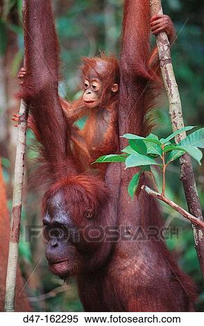 Bornean Orangutan (Pongo pygmaeus) with young on back. Borneo View Large Photo Image Stock Photography - Bornean Orangutan (Pongo pygmaeus) with young on back. Borneo. Fotosearch