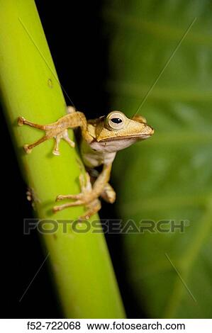 Borneo Eared Frog (Polypedates otilophus), Danum Valley Conservation Area. Sabah, Borneo, Malaysia View Large Photo Image Stock Photo - Borneo Eared Frog (Polypedates otilophus), Danum Valley Conservation Area. Sabah, Borneo, Malaysia. Fotosearch