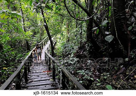 Picture - Borneo forest. Fotosearch
