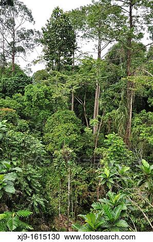 Borneo forest View Large Photo Image Stock Image - Borneo forest. Fotosearch