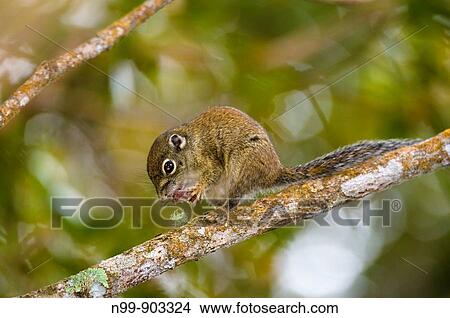 Picture - Borneon mountain ground squirrel Dremomys everetti cloud forest Kinabalu National Park Sabah Borneo Malaysia. Fotosearch