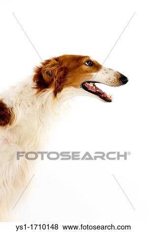 Borzoi Dog or Russian Wolfhound, Portrait of Adult against White Background View Large Photo Image Stock Photo - Borzoi Dog or Russian Wolfhound, Portrait of Adult against White Background. Fotosearch