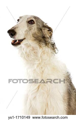 Borzoi Dog or Russian Wolfhound, Portrait of Adult against White Background View Large Photo Image Stock Photo - Borzoi Dog or Russian Wolfhound, Portrait of Adult against White Background. Fotosearch