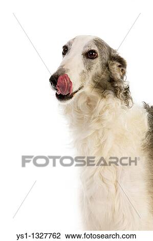 BORZOI OR RUSSIAN WOLFHOUND, FEMALE LICKING ITS NOSE AGAINST WHITE BACKGROUND View Large Photo Image Stock Image - BORZOI OR RUSSIAN WOLFHOUND, FEMALE LICKING ITS NOSE AGAINST WHITE BACKGROUND. Fotosearch