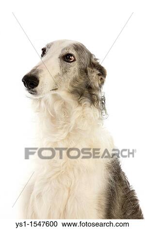 Borzoi or Russian Wolfhound, Portrait of Adult against White Background View Large Photo Image Stock Image - Borzoi or Russian Wolfhound, Portrait of Adult against White Background. Fotosearch