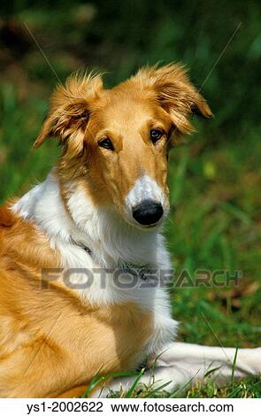 Borzoi or Russian Wolfhound, Portrait of Dog. View Large Photo Image Stock Image - Borzoi or Russian Wolfhound, Portrait of Dog.. Fotosearch