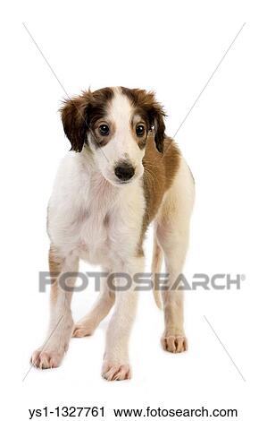 BORZOI OR RUSSIAN WOLFHOUND, PUP AGAINST WHITE BACKGROUND View Large Photo Image Stock Image - BORZOI OR RUSSIAN WOLFHOUND, PUP AGAINST WHITE BACKGROUND. Fotosearch
