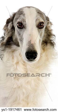 BORZOI OR RUSSIAN WOLFHOUND View Large Photo Image Stock Image - BORZOI OR RUSSIAN WOLFHOUND. Fotosearch