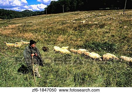 Bosnia and Hercegovina portrait of young sheep herder near Sarajevo View Large Photo Image Stock Image - Bosnia and Hercegovina portrait of young sheep herder near Sarajevo. Fotosearch