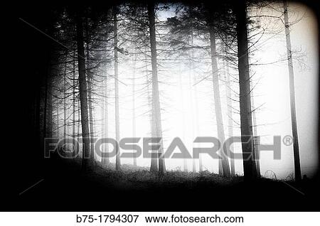 Stock Photo - bosque, arboles, naturaleza, inspiraci? n, forest, trees, nature, inspiration,. Fotosearch