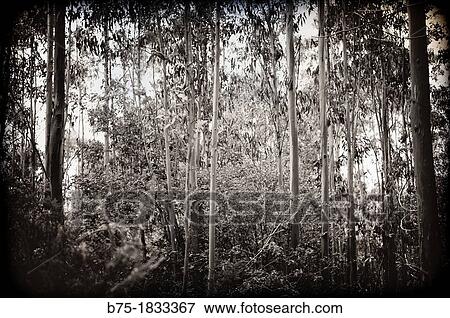bosque, arboles, naturaleza, inspiraci? n, forest, trees, nature, inspiration, View Large Photo Image Stock Photo - bosque, arboles, naturaleza, inspiraci? n, forest, trees, nature, inspiration,. Fotosearch