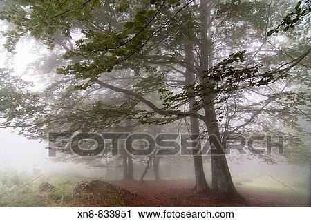 Stock Image - Bosque de Irati. Fotosearch