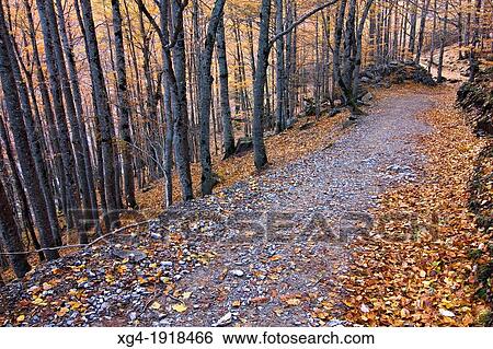 Bosque de las Hayas - Parque Nacional de Ordesa y Monte Perdido - Ordesa Valley - Torla - Sobrarbe - Huesca - Aragon Pyrenees - Aragon - Spain - Europe View Large Photo Image Stock Photograph - Bosque de las Hayas - Parque Nacional de Ordesa y Monte Perdido - Ordesa Valley - Torla - Sobrarbe - Huesca - Aragon Pyrenees - Aragon - Spain - Europe. Fotosearch
