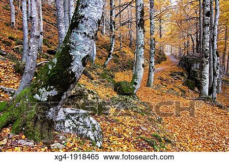 Bosque de las Hayas - Parque Nacional de Ordesa y Monte Perdido - Ordesa Valley - Torla - Sobrarbe - Huesca - Aragon Pyrenees - Aragon - Spain - Europe View Large Photo Image Stock Photography - Bosque de las Hayas - Parque Nacional de Ordesa y Monte Perdido - Ordesa Valley - Torla - Sobrarbe - Huesca - Aragon Pyrenees - Aragon - Spain - Europe. Fotosearch