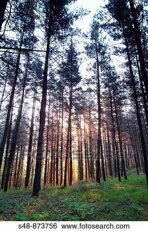 Bosque de pinos al amanecer en Mallabia. Vizcaya. Pais Vasco. View Large Photo Image Stock Photograph - Bosque de pinos al amanecer en Mallabia. Vizcaya. Pais Vasco.. Fotosearch