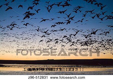 Stock Image - Bosque del Apache National Wildlife Refuge. New Mexico. USA. Fotosearch