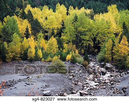 Bosque mixto en otoo en las orillas del r? o? sera _ Valle de Benasque _ Pirineo Aragon? s View Large Photo Image Stock Photo - Bosque mixto en otoo en las orillas del r? o? sera _ Valle de Benasque _ Pirineo Aragon? s. Fotosearch