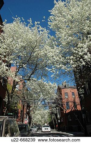 Boston, blossoming trees in Beacon Hill View Large Photo Image Stock Photo - Boston, blossoming trees in Beacon Hill. Fotosearch