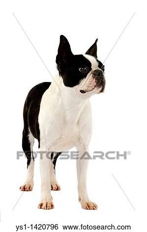 BOSTON TERRIER DOG, FEMALE AGAINST WHITE BACKGROUND View Large Photo Image Stock Photograph - BOSTON TERRIER DOG, FEMALE AGAINST WHITE BACKGROUND. Fotosearch