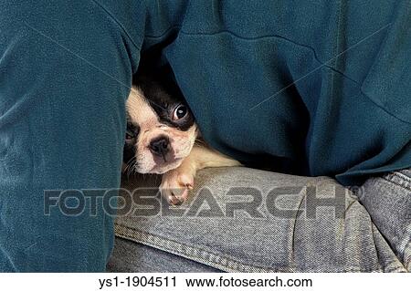 BOSTON TERRIER DOG View Large Photo Image Stock Image - BOSTON TERRIER DOG. Fotosearch