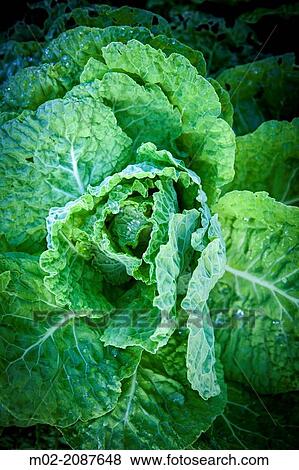 Stock Photo - Botanical Garden detail in Nantes, France.. Fotosearch