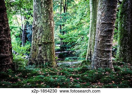 Stock Image - Botanical Garden Jardin des Plantes in Nantes, Pays de la Loire, France, Europe. Fotosearch