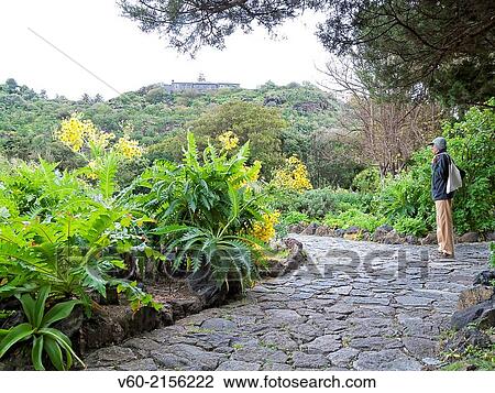 Botanical gardens in Canary Islands View Large Photo Image Stock Image - Botanical gardens in Canary Islands. Fotosearch