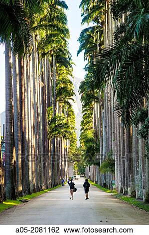 Botanical Gardens, Rio de Janeiro, Brazil View Large Photo Image Stock Image - Botanical Gardens, Rio de Janeiro, Brazil. Fotosearch