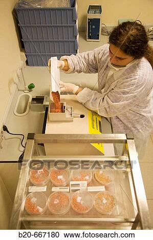 Botanical seed counter, Plant health laboratory. Neiker Tecnalia, Instituto de Investigaci? n y Desarrollo Agrario, Ganadero, Forestal y del Medio Natural, Arkaute, Alava, Euskadi, Spain. View Large Photo Image Stock Image - Botanical seed counter, Plant health laboratory. Neiker Tecnalia, Instituto de Investigaci? n y Desarrollo Agrario, Ganadero, Forestal y del Medio Natural, Arkaute, Alava, Euskadi, Spain.. Fotosearch