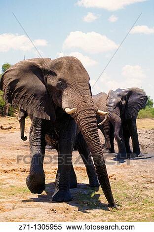 Stock Photography - Botswana, Chobe National Park, african elephant, loxodonta africana,. Fotosearch