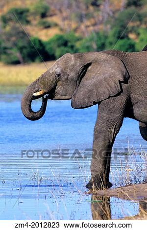 BOTSWANA, CHOBE NATIONAL PARK, ELEPHANT DRINKING AT CHOBE RIVER. View Large Photo Image Stock Image - BOTSWANA, CHOBE NATIONAL PARK, ELEPHANT DRINKING AT CHOBE RIVER.. Fotosearch