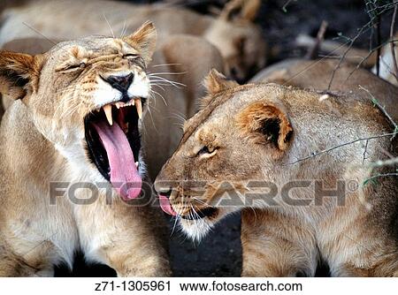 Botswana, Chobe National Park, lions, panthera leo, View Large Photo Image Stock Image - Botswana, Chobe National Park, lions, panthera leo,. Fotosearch