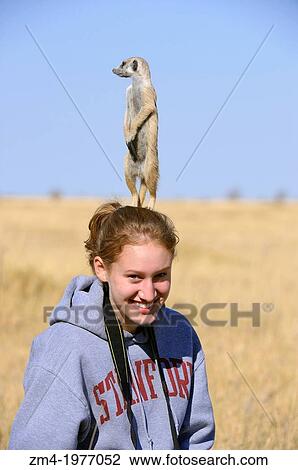 BOTSWANA, KALAHARI DESERT, MEERKAT USING TEENAGE GIRL (MODEL RELEASED) AS LOOKOUT POST FOR PREDATORS. View Large Photo Image Stock Image - BOTSWANA, KALAHARI DESERT, MEERKAT USING TEENAGE GIRL (MODEL RELEASED) AS LOOKOUT POST FOR PREDATORS.. Fotosearch