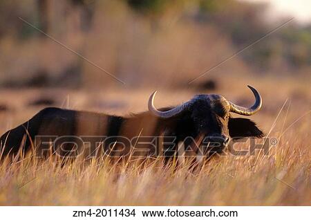 BOTSWANA, OKAVANGO DELTA, CAPE BUFFALO IN HIGH GRASS, EVENING SUNSHINE. View Large Photo Image Picture - BOTSWANA, OKAVANGO DELTA, CAPE BUFFALO IN HIGH GRASS, EVENING SUNSHINE.. Fotosearch