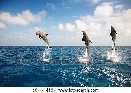 Bottle-nosed Dolphin Tursiops truncatus View Large Photo Image Stock Photo - Bottle-nosed Dolphin Tursiops truncatus. Fotosearch
